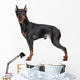 Miniature Pincher on white background Wall Decal