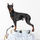 Miniature Pincher on white background Wall Decal