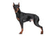 Miniature Pincher on white background Wall Decal