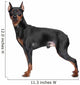 Miniature Pincher on white background Wall Decal