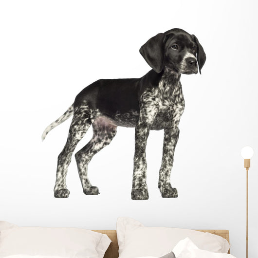 German Shorthaired Pointer Wall Decal