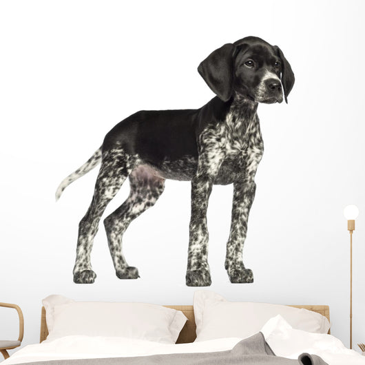 German Shorthaired Pointer Wall Decal