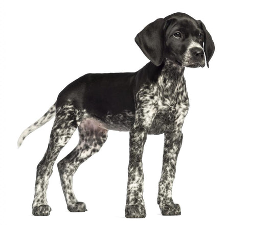 German Shorthaired Pointer Wall Decal
