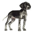 German Shorthaired Pointer Wall Decal