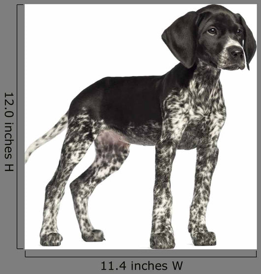 German Shorthaired Pointer Wall Decal