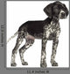 German Shorthaired Pointer Wall Decal