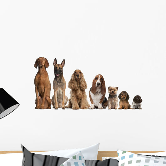 Group of brown dogs sitting, from taller to smaller Wall Decal