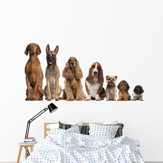Group of brown dogs sitting, from taller to smaller Wall Decal