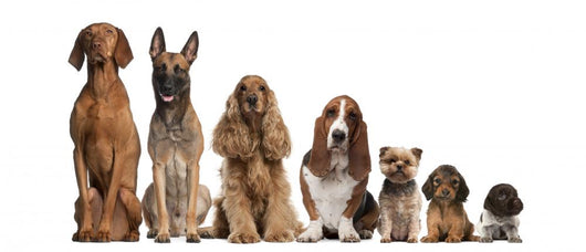 Group of brown dogs sitting, from taller to smaller Wall Decal