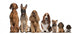 Group of brown dogs sitting, from taller to smaller Wall Decal