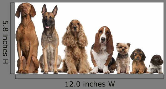 Group of brown dogs sitting, from taller to smaller Wall Decal