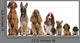 Group of brown dogs sitting, from taller to smaller Wall Decal
