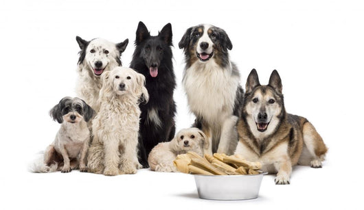 Dogs with Bones Wall Decal