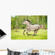 Grey Horse Runs Gallop