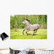 Grey Horse Runs Gallop