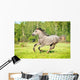 Grey Horse Runs Gallop