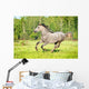 Grey Horse Runs Gallop