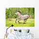 Grey Horse Runs Gallop
