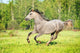 Grey Horse Runs Gallop