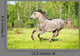 Grey Horse Runs Gallop