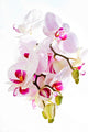 Orchis Wall Mural