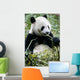 Giant Panda Wall Mural