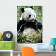 Giant Panda Wall Mural
