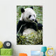 Giant Panda Wall Mural