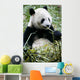 Giant Panda Wall Mural