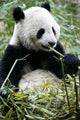 Giant Panda Wall Mural