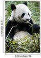 Giant Panda Wall Mural