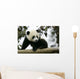 Giant Panda Wall Mural