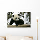Giant Panda Wall Mural
