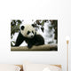 Giant Panda Wall Mural