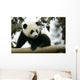Giant Panda Wall Mural