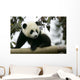 Giant Panda Wall Mural