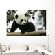 Giant Panda Wall Mural