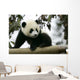 Giant Panda Wall Mural