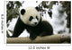 Giant Panda Wall Mural