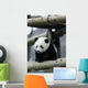 Giant Panda Wall Mural
