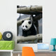 Giant Panda Wall Mural