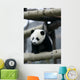 Giant Panda Wall Mural