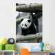 Giant Panda Wall Mural