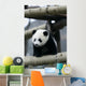 Giant Panda Wall Mural
