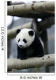 Giant Panda Wall Mural