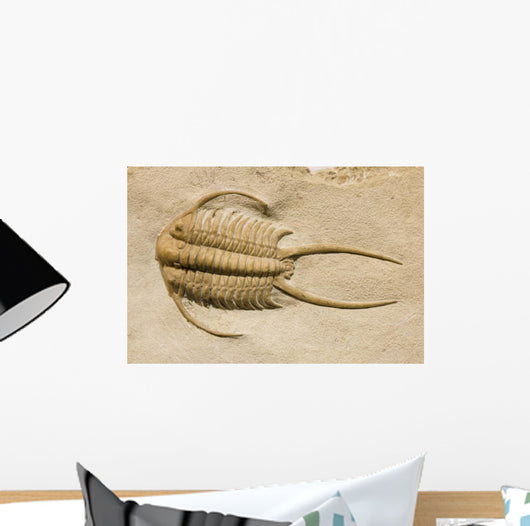 Trilobite Fossil with Thorns