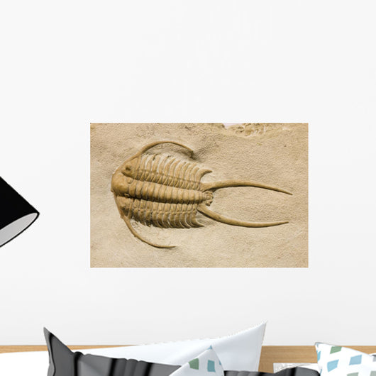 Trilobite Fossil with Thorns