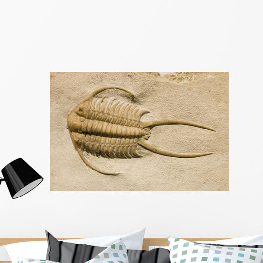 Trilobite Fossil with Thorns