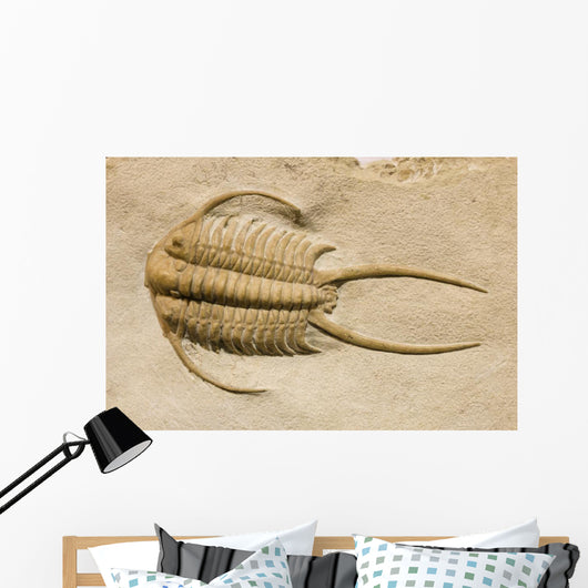 Trilobite Fossil with Thorns