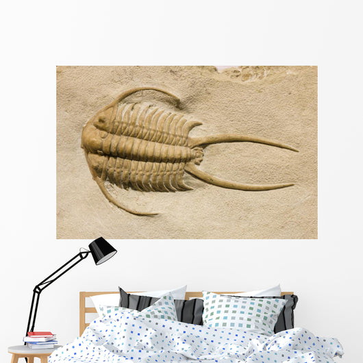 Trilobite Fossil with Thorns